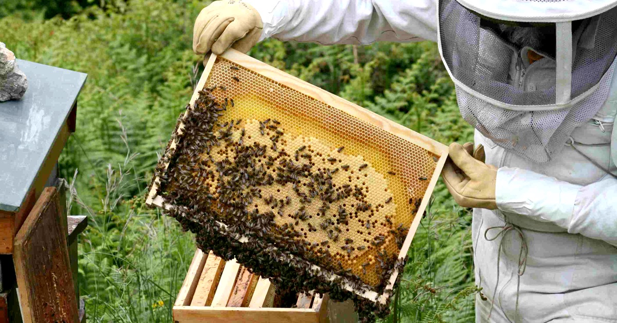 ενίσχυση της μελισσοκομίας
