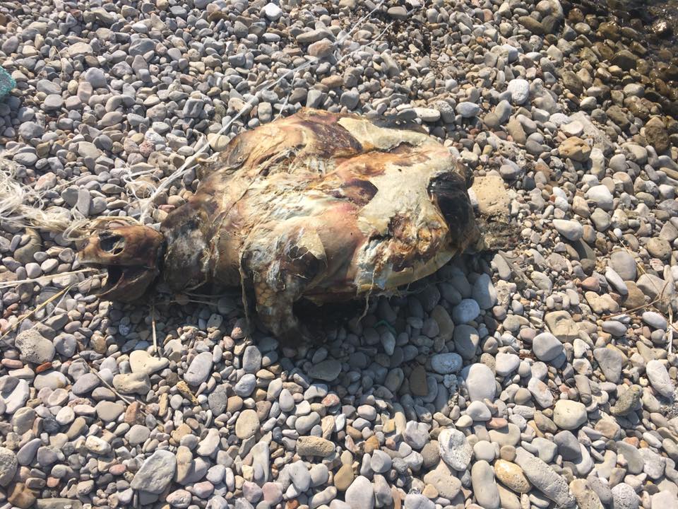 νεκρή θαλάσσια χελώνα